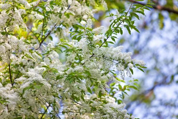 Birdcherry δέντρο λουλούδια την άνοιξη — Φωτογραφία Αρχείου