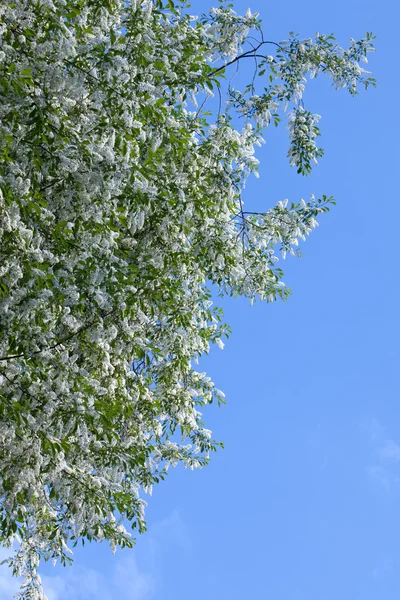 Birdcherry träd blossom — Stockfoto