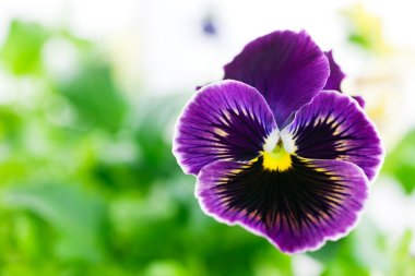 Purple pansy macro shot. clipart