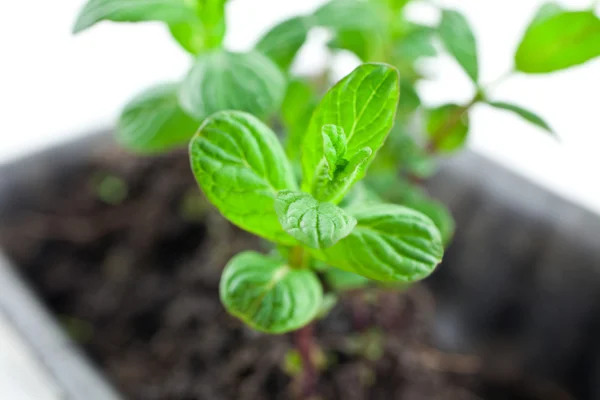 Green mint sprouts in plastic pot — Stock Photo, Image