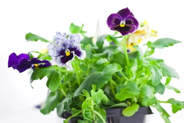 Pansy's sprouts in plastic pots — Stock Photo, Image