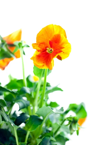 Orange pansy's sprout — Stock Photo, Image