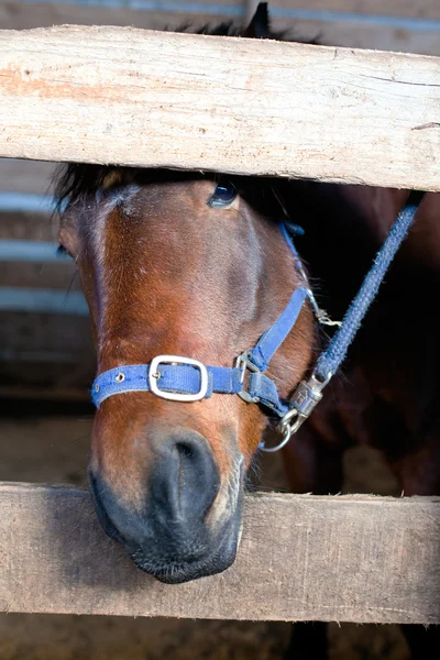 Cabeça de cavalo em uma barraca — Fotografia de Stock