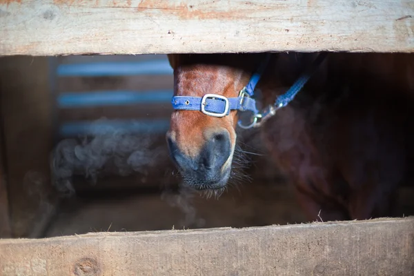 Tête de cheval marron dans une stalle — Photo