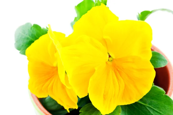 Yellow pansy — Stock Photo, Image