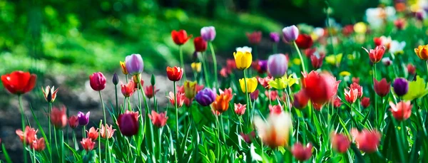 Multicolor sunny tulips bed — Stock Photo, Image
