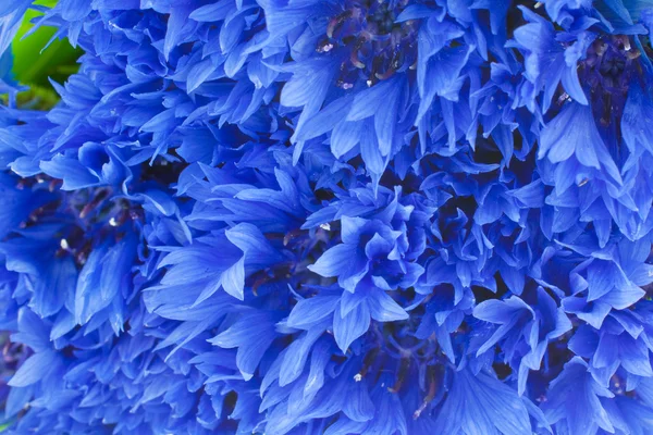 Blue cornflowers closeup background — Stock Photo, Image