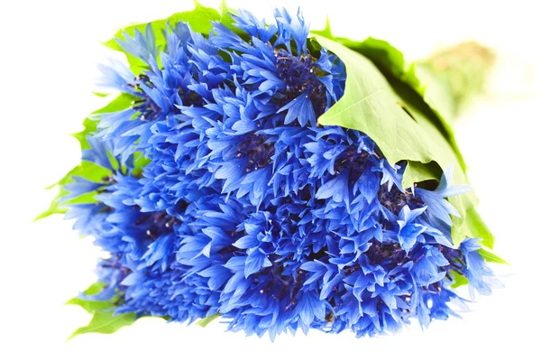 Blauer Kornblumenstrauß — Stockfoto
