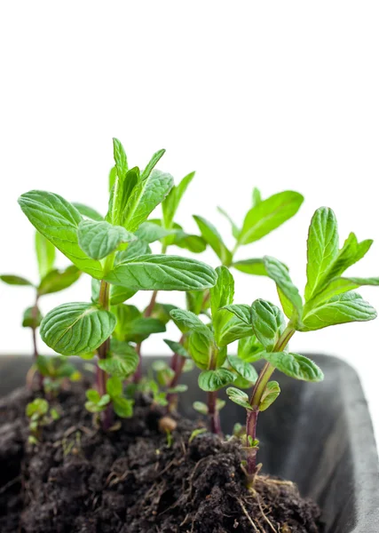 Green mint sprouts in plastic pot — Stock Photo, Image