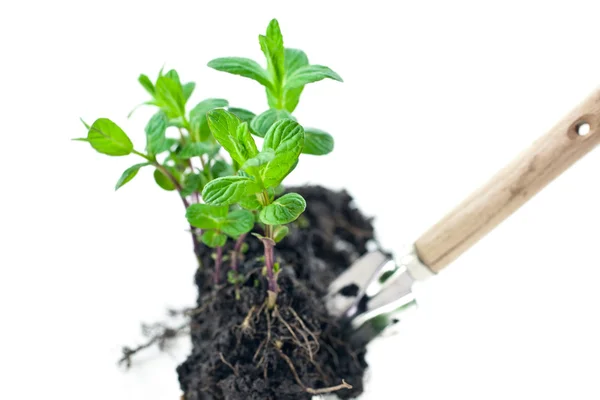 Green mint sprouts with shovel — Stock Photo, Image