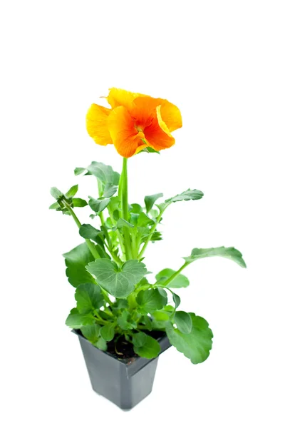 Pansy's sprout in plastic pot — Stock Photo, Image