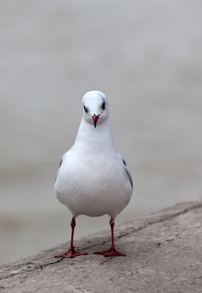 Single white seagull — Stock Photo, Image