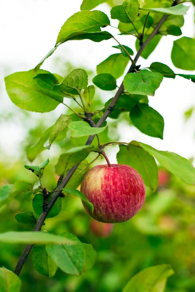 Apple boom in begroeide tuin — Stockfoto