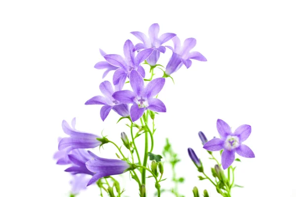 Campanula flowers isolated — Stock Photo, Image