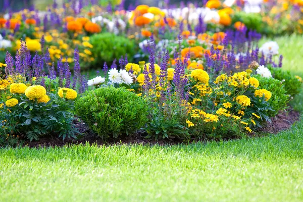 Lit de fleurs multicolore sur une pelouse Images De Stock Libres De Droits