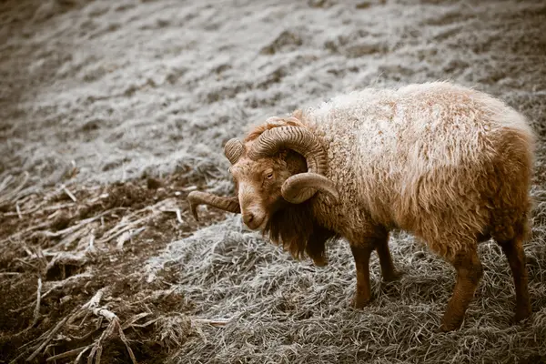 Gran carnero con cuernos en hierba helada de invierno — Foto de Stock