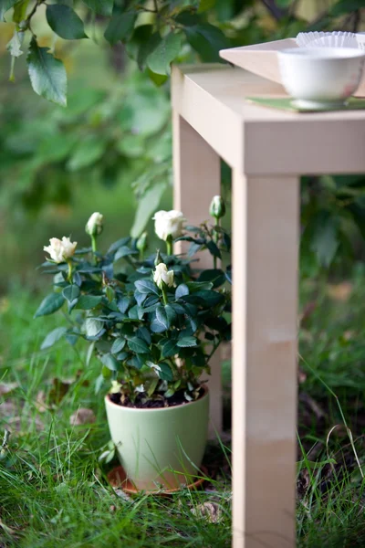 Roos in pot en hout tabel-bruiloft decoratie — Stockfoto