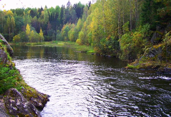 Красивая река и водопад в лесу — стоковое фото