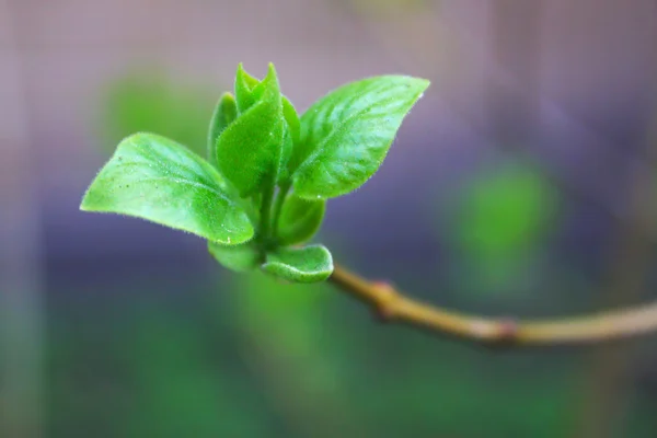 Bud de primavera - um símbolo da vida — Fotografia de Stock