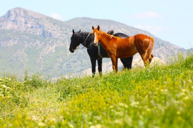 Kırmızı ve siyah atları Dağları