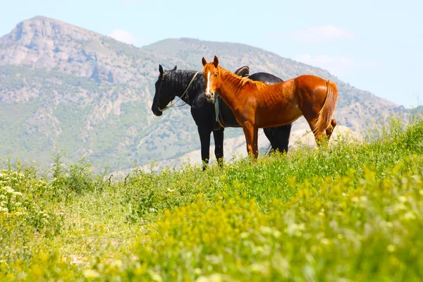 Cavalos pretos e vermelhos nas montanhas — Fotografia de Stock