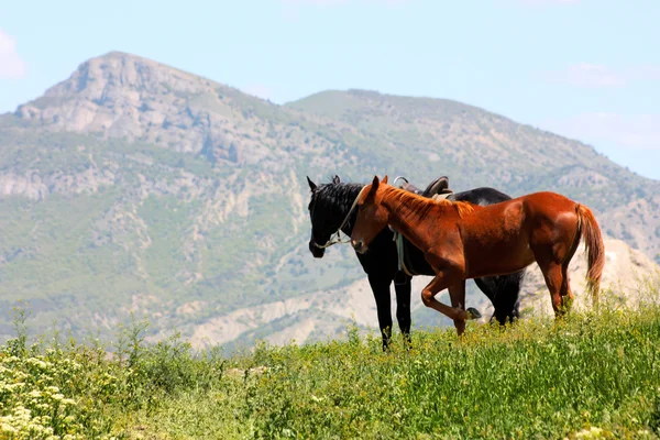 Black and red horses in the mountains — Stock Photo, Image