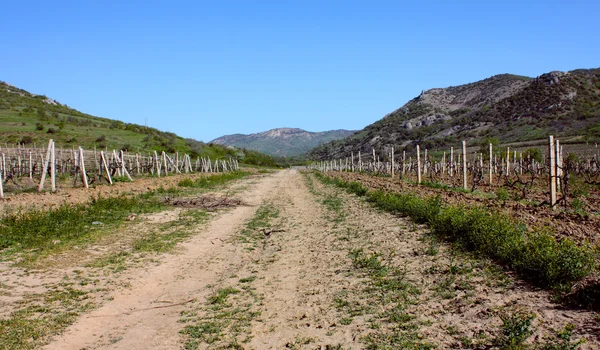 stock image The vineyard in the Crimea mountains