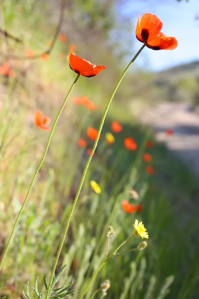 A Krím-félszigeten, gyönyörű pipacs virágok — Stock Fotó