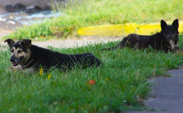 Две собаки сидят на траве — стоковое фото