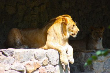 kiev hayvanat bahçesinde çekilen aslan