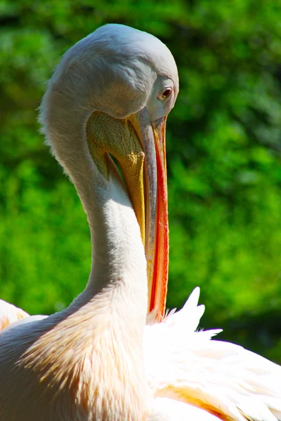 Grande pelicano em Kiev — Fotografia de Stock