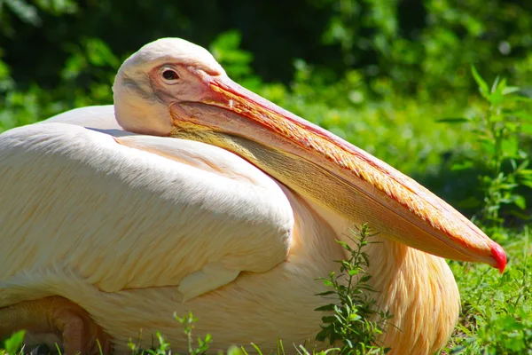 Grande pelicano em Kiev — Fotografia de Stock
