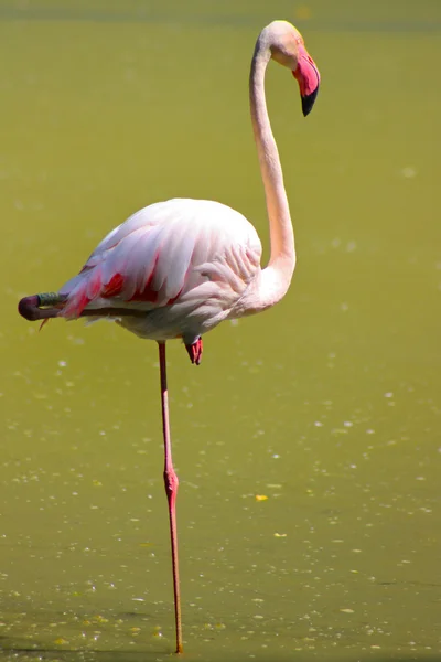 Vicces rózsaszín flamingó — Stock Fotó