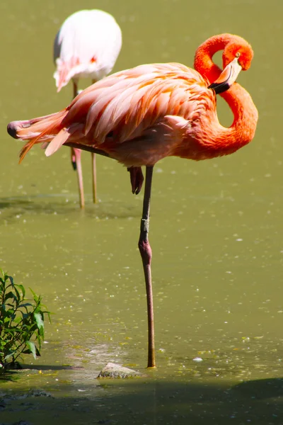 Flamingo rosa engraçado — Fotografia de Stock