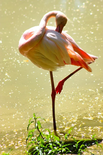 Legrační růžové flamingo — Stock fotografie