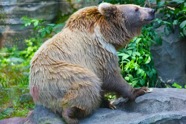 Bär im Kiewer Zoo aufgenommen — Stockfoto