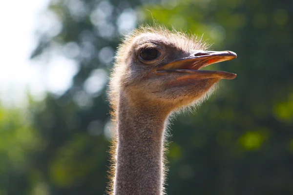 Funny ostrich in Kiev Zoo — Stock Photo, Image