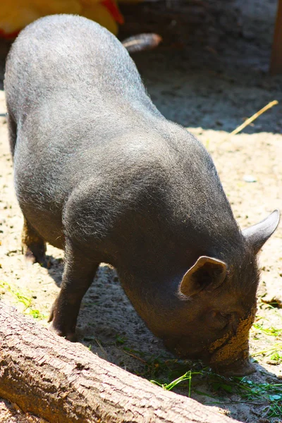 stock image Small funny grey pig