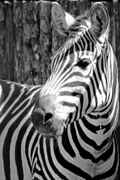 Смешная зебра — стоковое фото