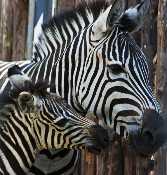 Zebra lucu — Stok Foto