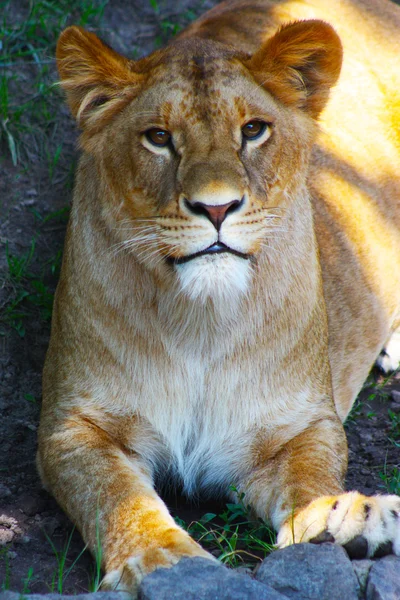 León capturado en el zoológico de Kiev —  Fotos de Stock