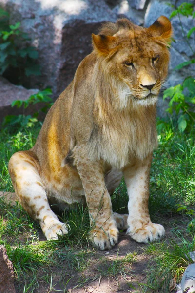 León capturado en el zoológico de Kiev —  Fotos de Stock