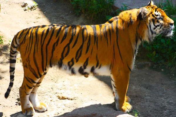 Tiger im Kiewer Zoo aufgenommen — Stockfoto