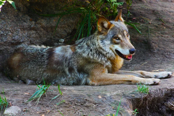 Волк сидит на камне — стоковое фото