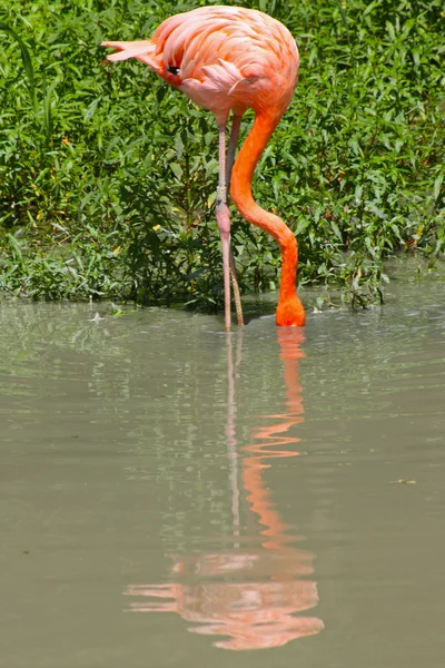 Flamingo rosa engraçado — Fotografia de Stock