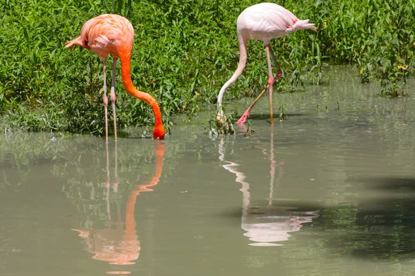 Komik gül flamingo — Stok fotoğraf