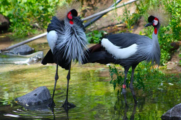 Exotický pták v kyjevské zoo — Stock fotografie