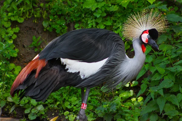Egzotikus madár a kiev zoo — Stock Fotó