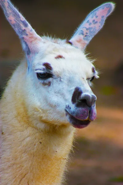 Biały lama — Zdjęcie stockowe