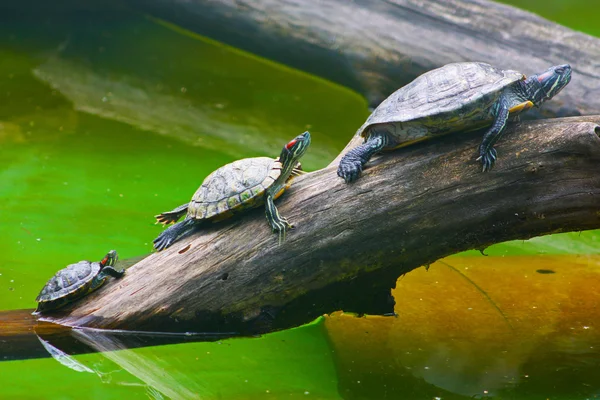 Schildpadden genomen in Kiev Zoo — Stockfoto